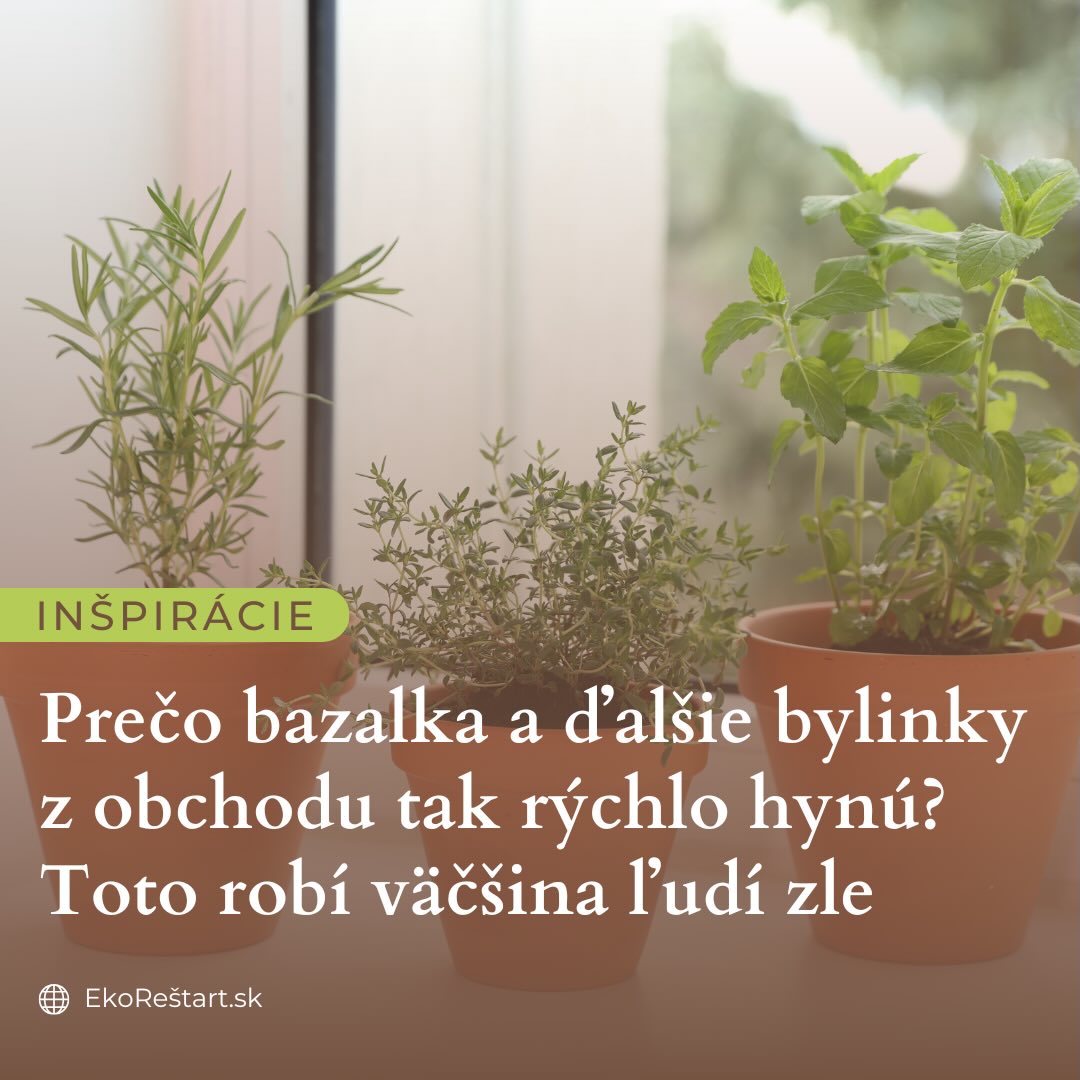 Krásne, svieže bylinky z obchodu – bazalka, mäta, pažítka… Vyzerajú, že vám poslúžia celé týždne. Možno mesiace. A potom príde realita. Žltnú. Vädnú. Hneď po pár dňoch hynú.

Ale pravda je, že problém často nie je u vás doma.

Väčšina byliniek z obchodov je totiž pestovaná tak, aby:
👉 rýchlo narástli
👉 vyzerali “dokonalé” v regáli
👉 a prežili transport a predaj

Nie sú však nastavené na dlhý život v kuchyni na parapete.

A práve tu vzniká ten známy “bylinkový cyklus” – kúpite, použijete pár listov a zvyšok skončí v koši.

🌱 V našom najnovšom článku na EkoRestart.sk sme sa pozreli na to:
• prečo tieto bylinky tak rýchlo hynú
• čo sa s nimi deje už v obchode
• a hlavne – ako to môžete zmeniť, aby vám vydržali oveľa dlhšie a boli stále svieže

👉 A úprimne – niekedy stačí pár drobných zmien a rozdiel je obrovský.

Link na celý článok nákdete v našom profile 💚

#bylinky #bazalka #domacebylinky #udrzatelnyzivot #zerowaste