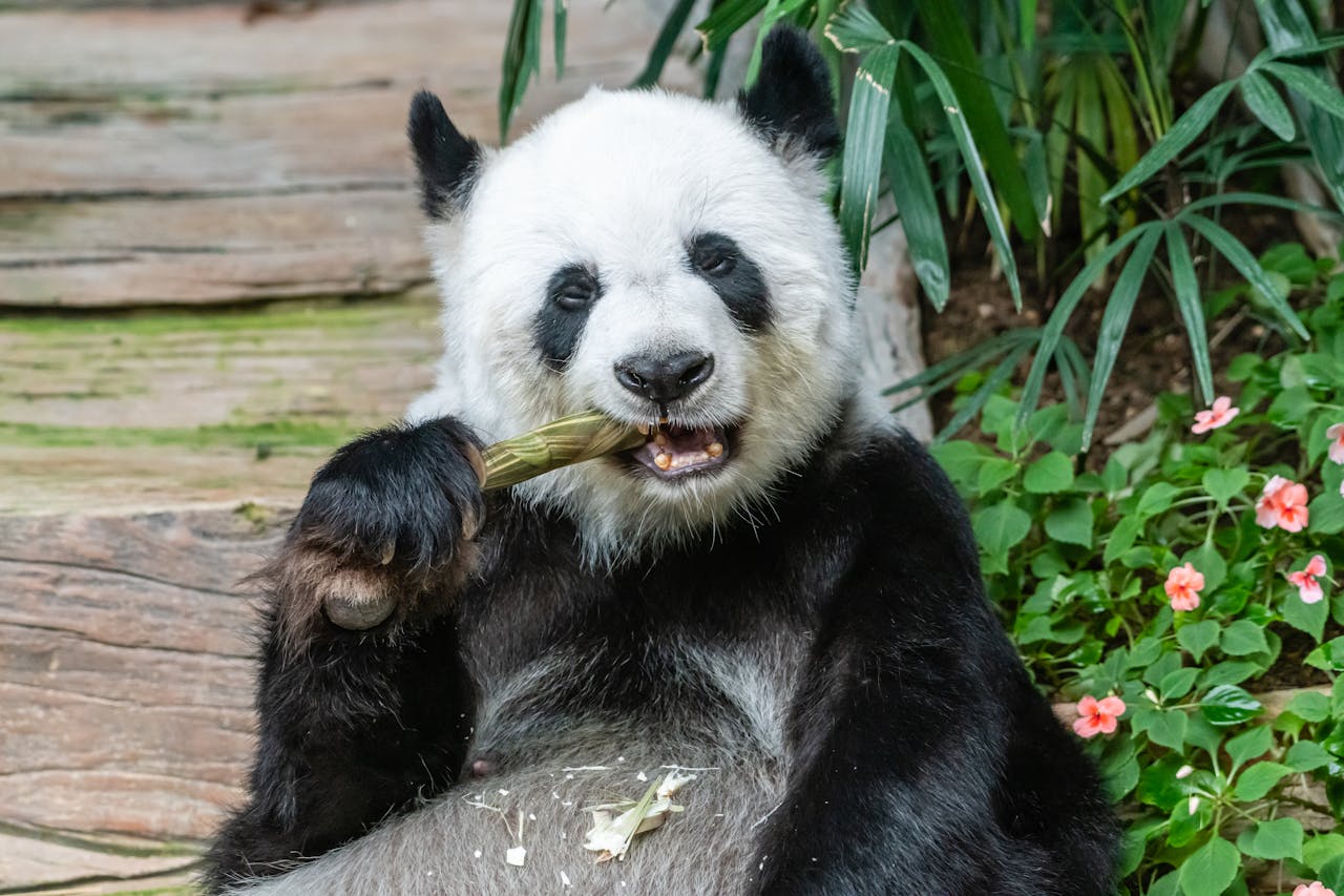 kolko bambusu zje panda