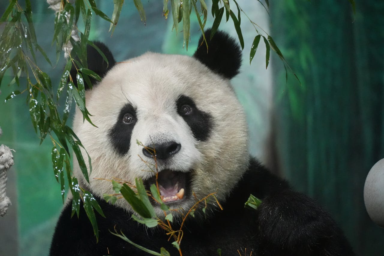 zaujímavosti o pandach