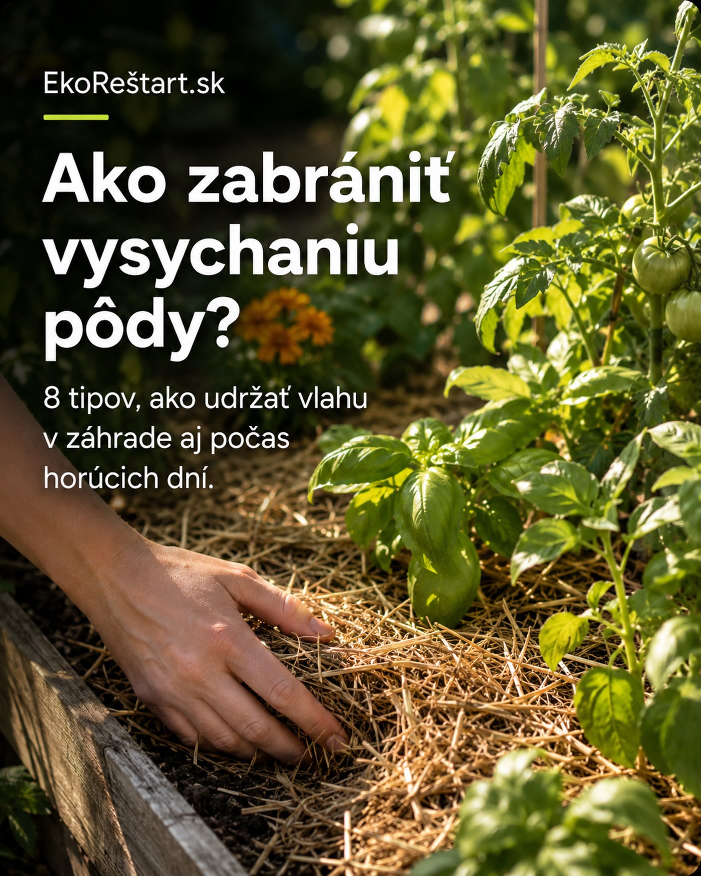 Záhradu večer poriadne polejete a na druhý deň je pôda opäť vysušená? Riešením nemusí byť častejšie polievanie. Oveľa viac pomôže, keď pôde vytvoríte podmienky, aby si vodu udržala dlhšie 🌱

Jedným z najúčinnejších krokov je mulčovanie. Vrstva slamy, preschnutej trávy, lístia či kompostu chráni pôdu pred prehrievaním a spomaľuje odparovanie vody. Dôležité je však mulč ukladať na už vlhkú pôdu a nechať okolo stoniek trochu priestoru.

Pomáha aj menej častá, ale dôkladnejšia zálievka priamo ku koreňom, pravidelné pridávanie kompostu a zachytávanie dažďovej vody. Práve kombinácia viacerých jednoduchých opatrení dokáže spraviť najväčší rozdiel.

V našom článku na EkoRestart.sk nájdete 8 konkrétnych tipov, ako zabrániť rýchlemu vysychaniu pôdy a udržať v záhrade viac vody aj počas horúcich dní 🌿💧

#ekorestart #zahrada #mulcovanie #polievanie #udrzatelnyzivot