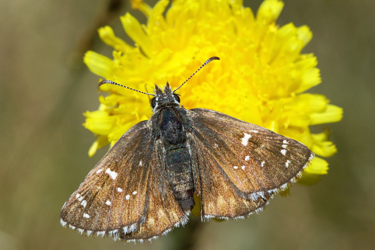 biodiverzita význam