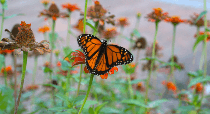pokles populácie hmyzu