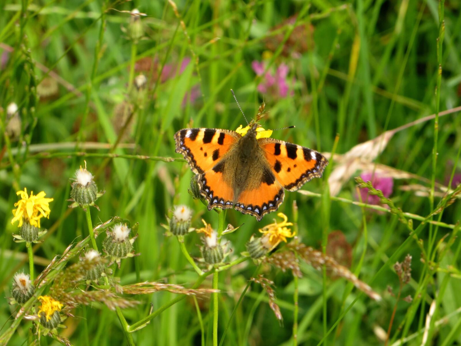 prečo je biodiverzita dôležitá