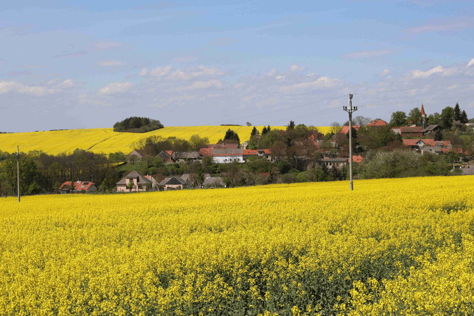 výsadba monokultúr na slovensku