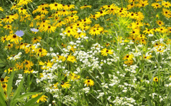 význam biodiverzity