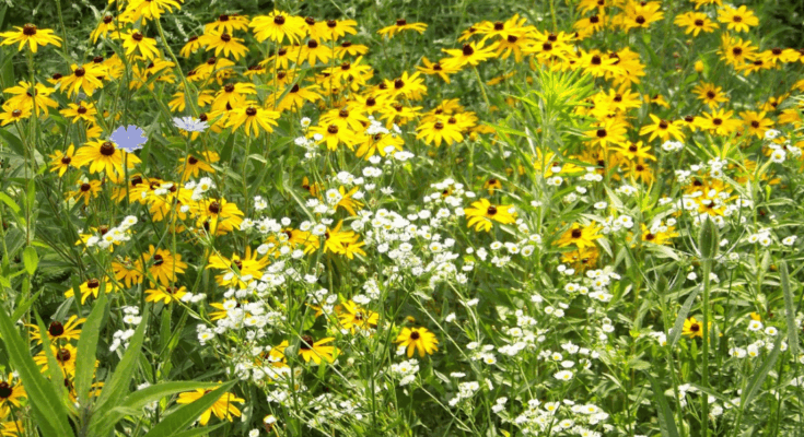 význam biodiverzity